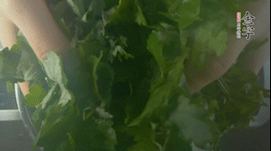 【面皮】1.鍋中水開時，放挑揀好的艾草和一撮小蘇打，第一遍煮開后倒掉，重新加水大火煮開后，小火煮1小時。煮爛的艾草用紗布瀝干。